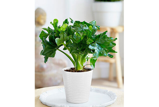 Set de 5 plantes d’intérieur dépolluantes