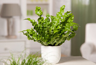 Set de 5 plantes d’intérieur dépolluantes — 19