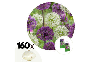Set van 160 Allium bloembollen — 2