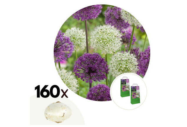 Set van 160 Allium bloembollen