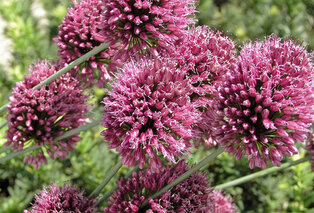 Set van 160 Allium bloembollen — 3