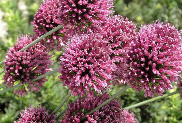 Set van 160 Allium bloembollen