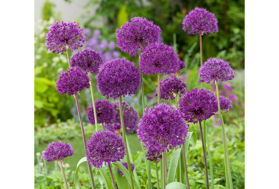 Set van 160 Allium bloembollen