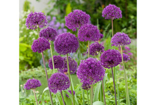 Set van 160 Allium bloembollen — 4