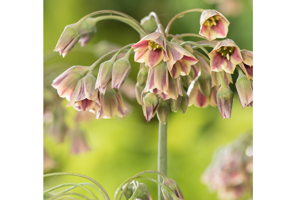 Set van 160 Allium bloembollen