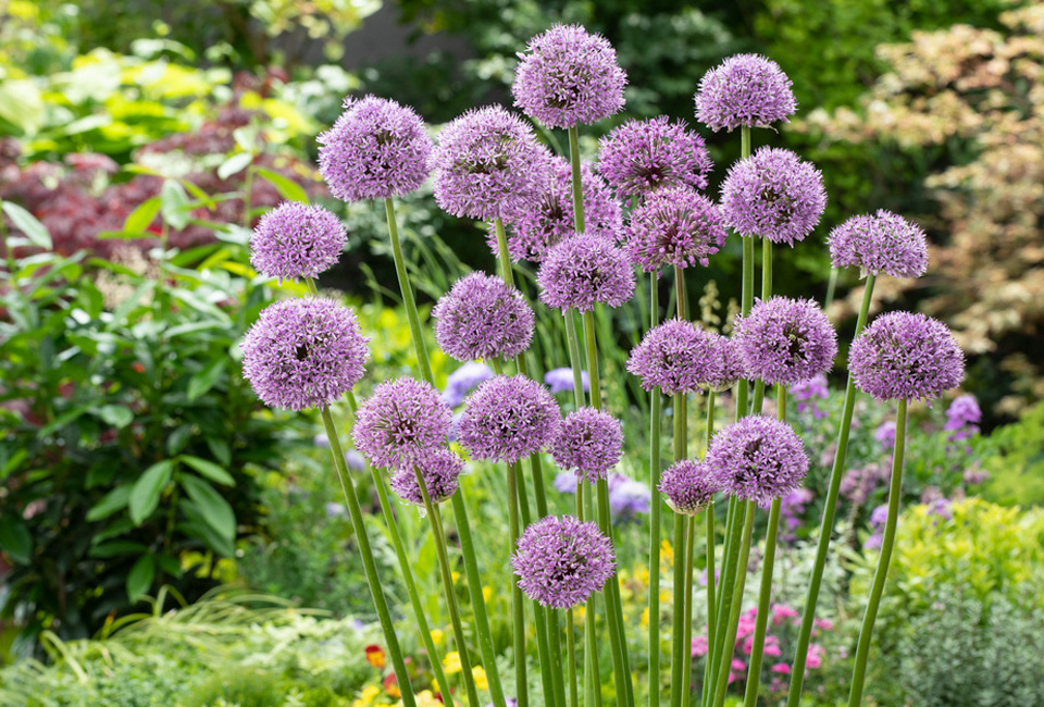 Set van 160 Allium bloembollen