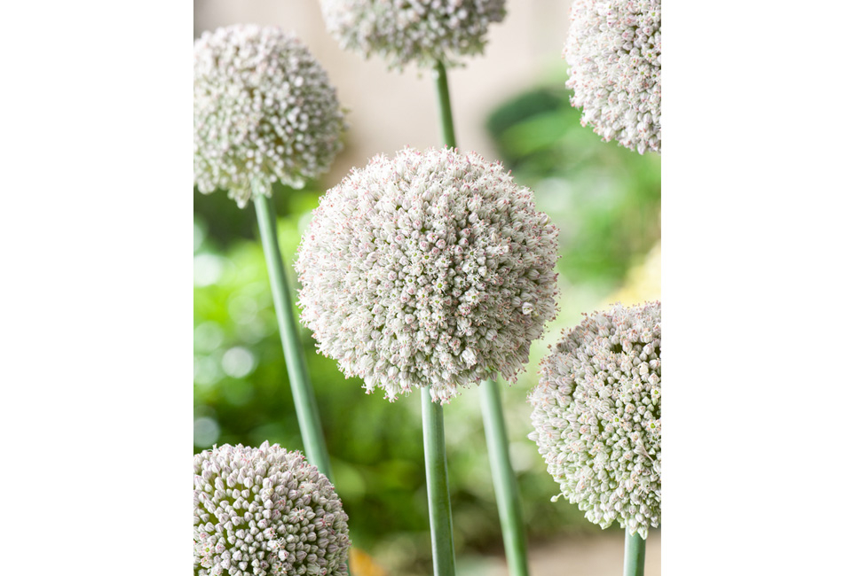 Set van 160 Allium bloembollen