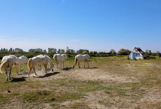 7 nachten all-inclusive Zuid-Frankrijk (Camargue) met buitenzwembad - SOWELL Family Les Amandiers**** — 19