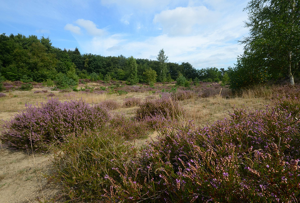 2, 3 of 4 nachten genieten in het groen dicht bij Groningen - Hotel De Zeegser Duinen****