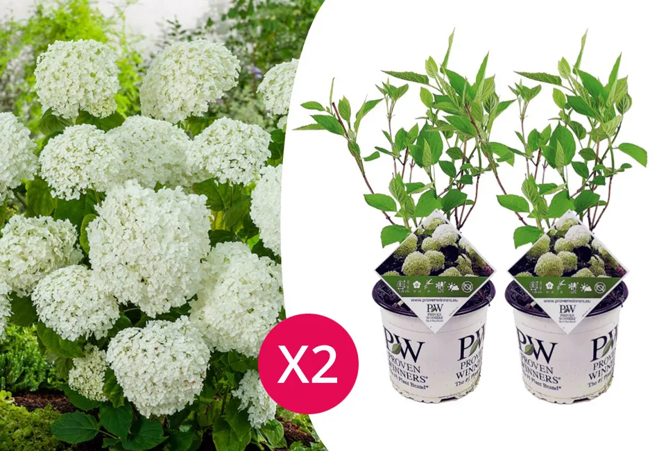 2-pack XL hortensior