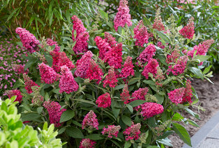 Conjunto de 2 hermosos arbustos de mariposas Buddleja Candy — 7