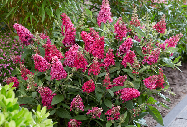 Conjunto de 2 hermosos arbustos de mariposas Buddleja Candy