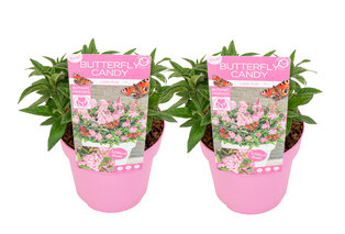 Conjunto de 2 hermosos arbustos de mariposas Buddleja Candy — 9
