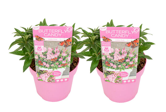 Conjunto de 2 hermosos arbustos de mariposas Buddleja Candy