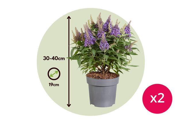 Conjunto de 2 hermosos arbustos de mariposas Buddleja Candy