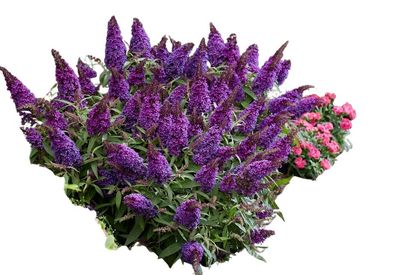 Conjunto de 2 hermosos arbustos de mariposas Buddleja Candy — 12