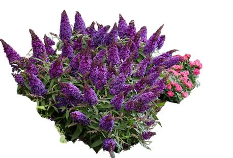 Conjunto de 2 hermosos arbustos de mariposas Buddleja Candy