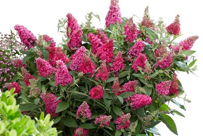 Conjunto de 2 hermosos arbustos de mariposas Buddleja Candy — 13