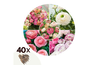 Zestaw 40 cebulek pastelowych jaskrów — 5