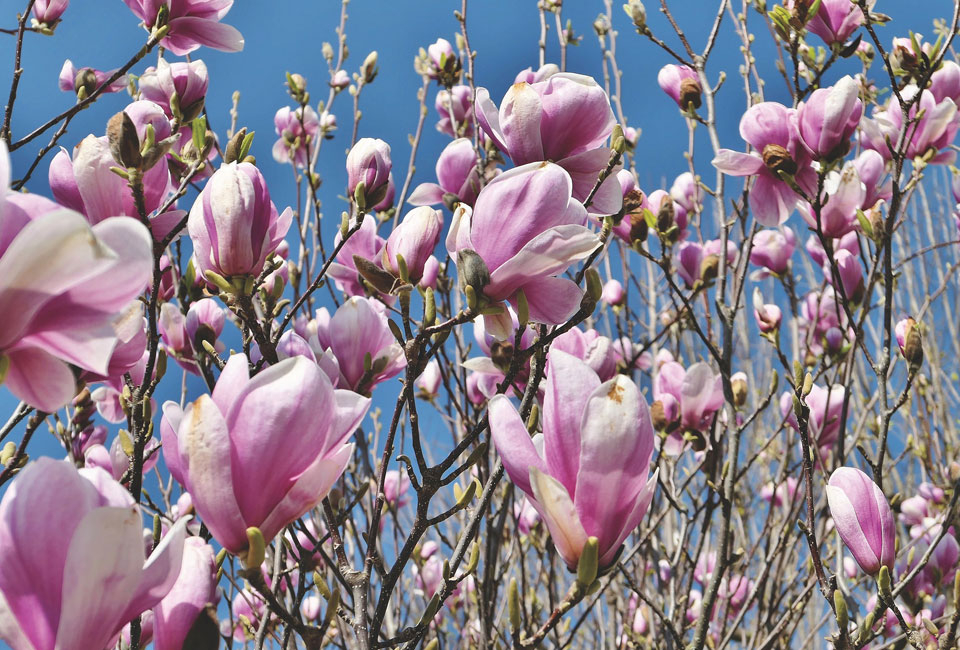 Magnolia planten