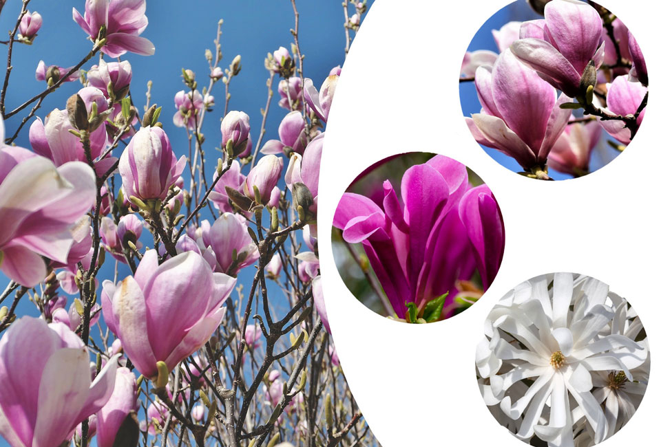 Magnolia planten