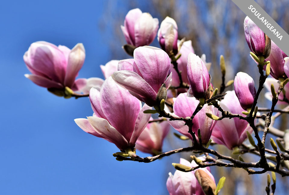 Plantas de magnolia