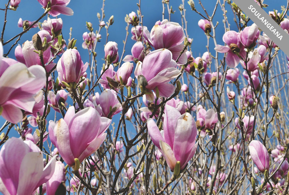 Plantas de magnolia