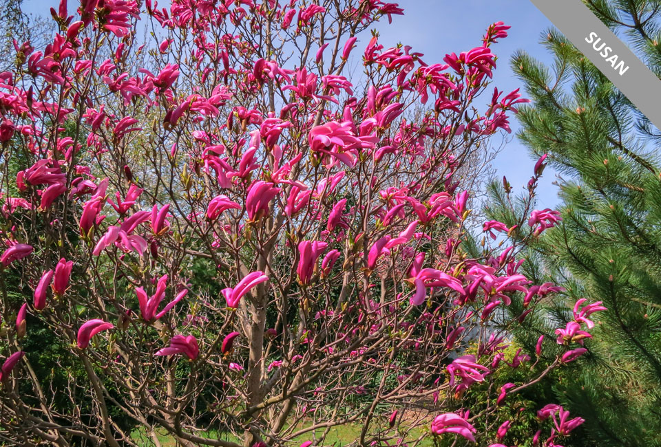 Plantas de magnolia