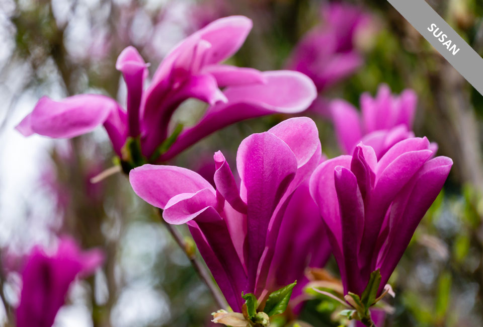 Plantas de magnolia