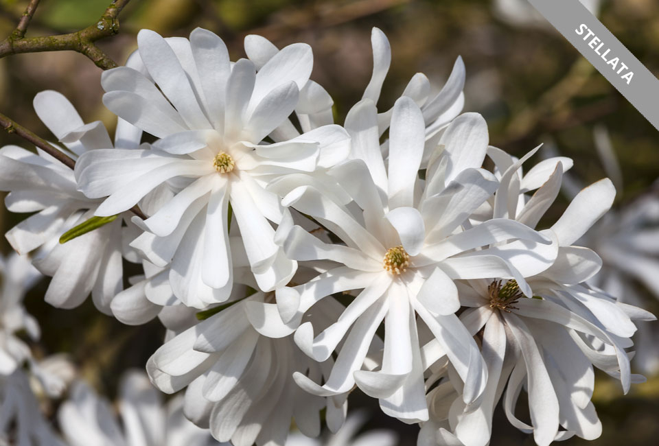 Plantas de magnolia