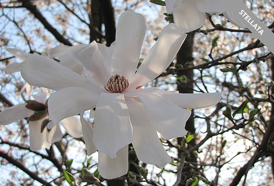 Magnolia planten