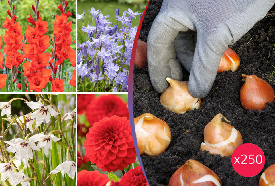 250 bulbi di fiori olandesi
