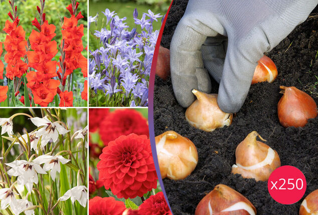 250 holländische Blumenzwiebeln - Outspot