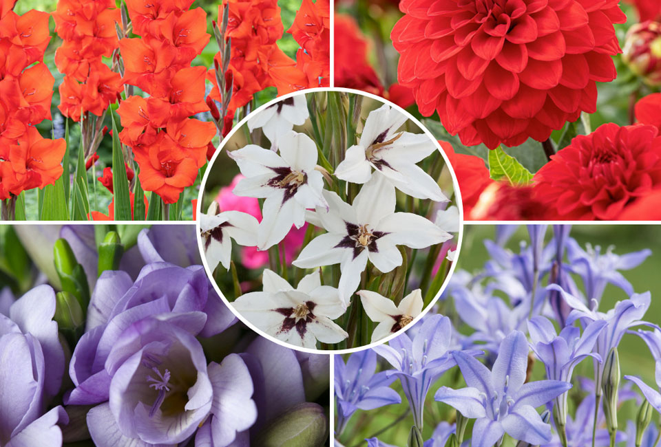 250 bulbi di fiori olandesi