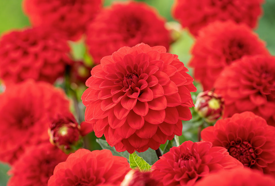 250 bulbi di fiori olandesi