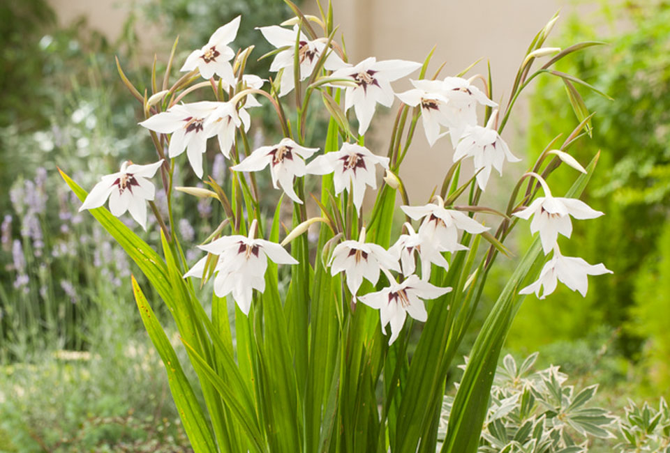 250 bulbi di fiori olandesi