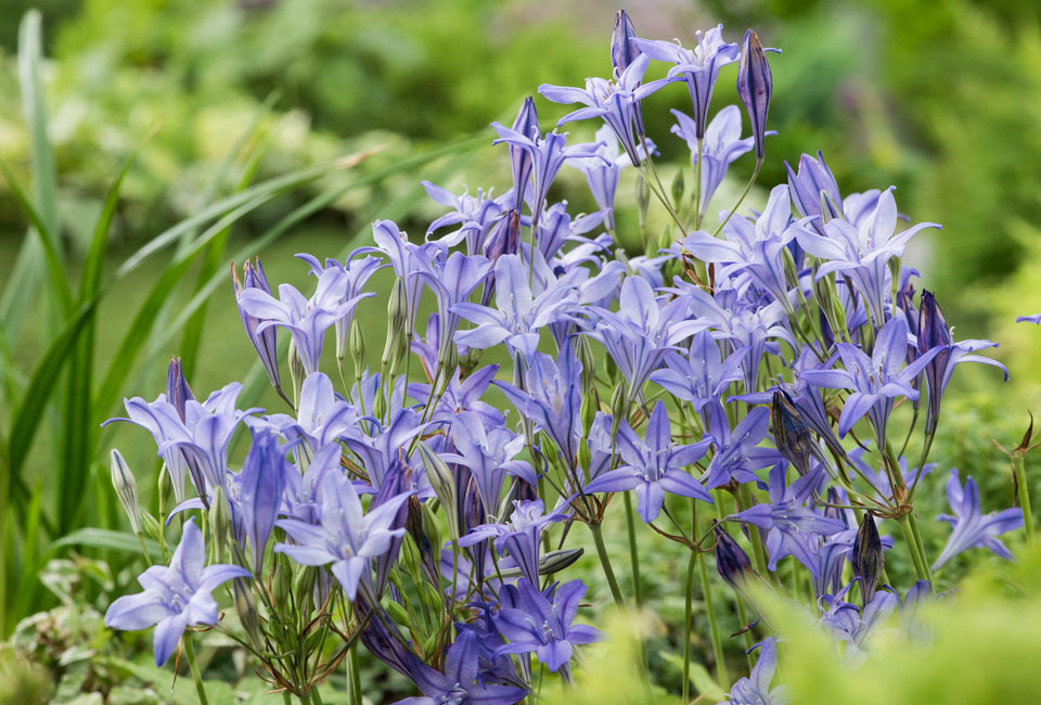 250 bulbi di fiori olandesi