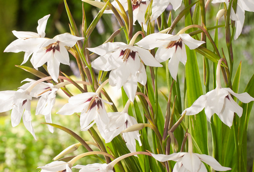 250 bulbi di fiori olandesi