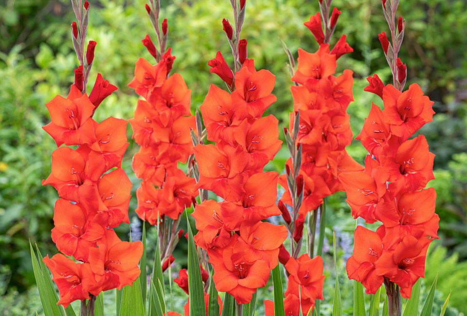 250 bulbi di fiori olandesi