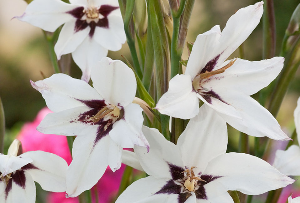 250 bulbi di fiori olandesi