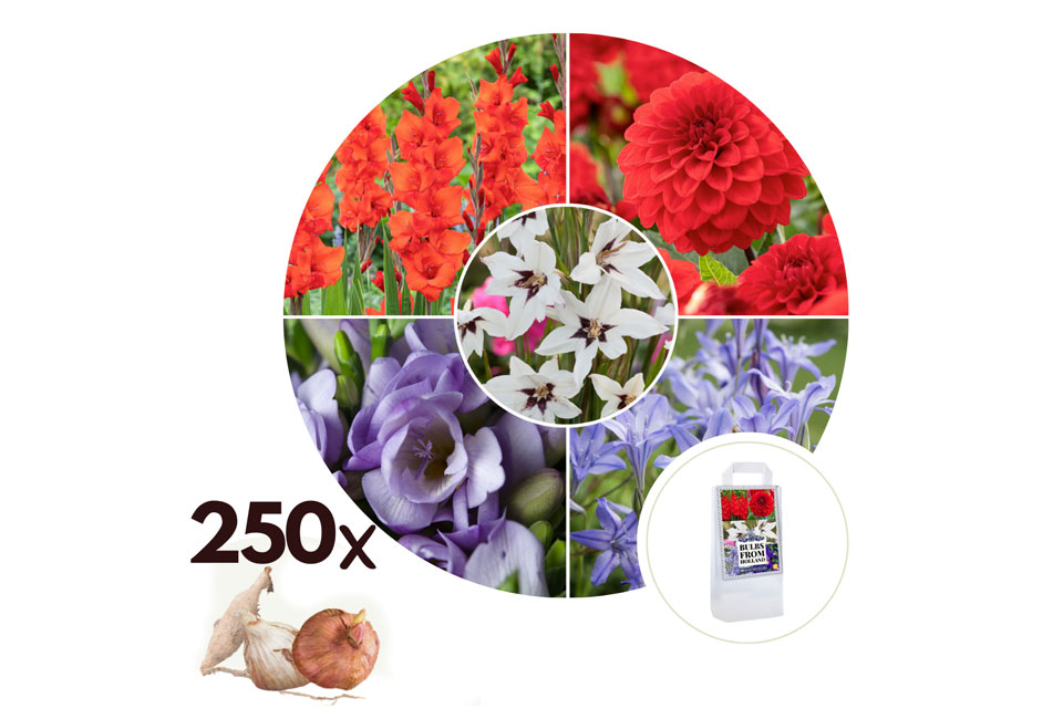 250 bulbi di fiori olandesi