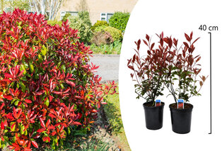 Photinia 'Carré Rouge' Pflanzen