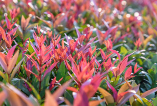 Lot de 2 ou 4 arbustes Photinia 'Carré Rouge' — 2