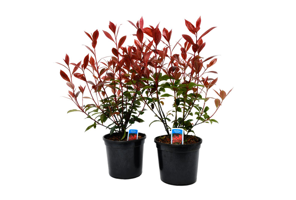 Lot de 2 ou 4 arbustes Photinia 'Carré Rouge'