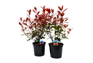 Lot de 2 ou 4 arbustes Photinia 'Carré Rouge' — 3