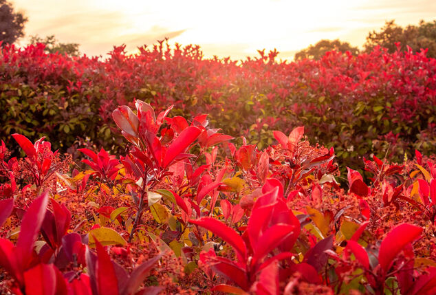 Lot de 2 ou 4 arbustes Photinia 'Carré Rouge'
