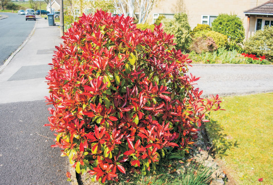 Lot de 2 ou 4 arbustes Photinia 'Carré Rouge'