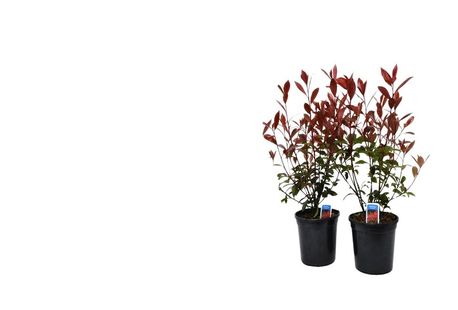 Lot de 2 ou 4 arbustes Photinia 'Carré Rouge'