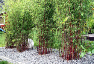 Conjunto de 3 plantas bambú