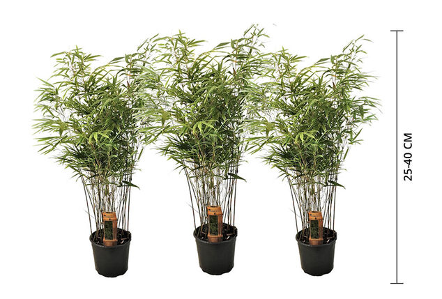 3 bamboeplanten - Outspot
